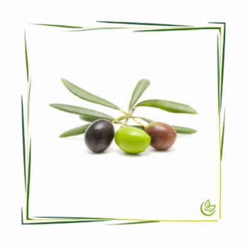 Olivenöl Native Extra BIO 1 l